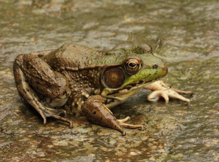 Green Frog